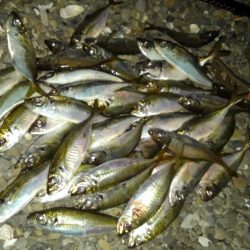 癒しの爆釣～アジング