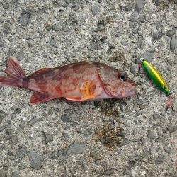 奥の手ショアスロー