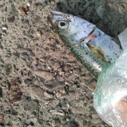 ショアジギング