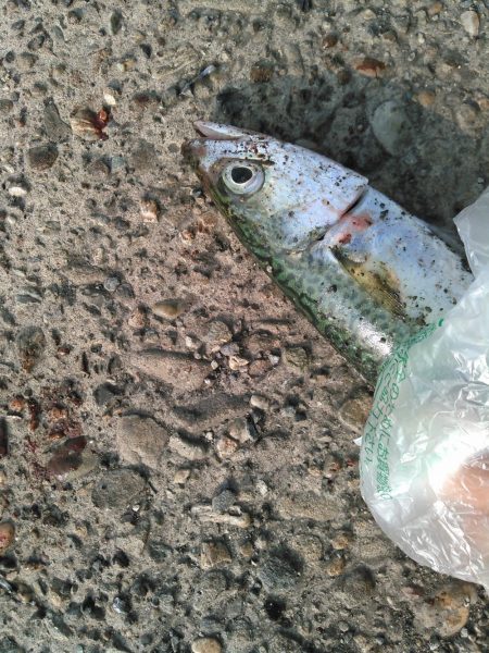 ショアジギング