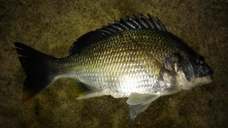 メバルいい感じ!