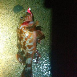 浜名湖 ライトゲーム