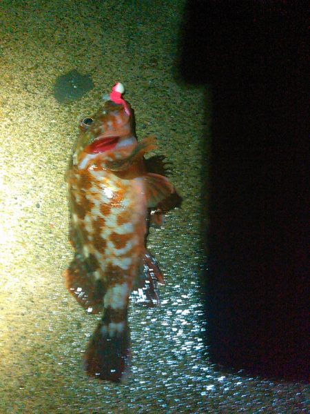 浜名湖 ライトゲーム