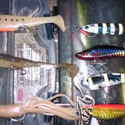 雨風が強い予報だったので太刀魚釣りに変更