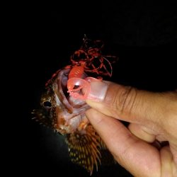 ロックフィッシュ