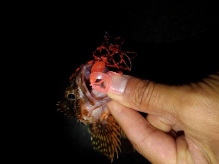 ロックフィッシュ