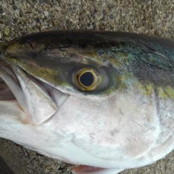 初めてのブリ娘:1メートル超え