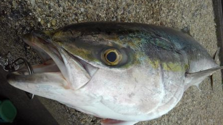 初めてのブリ娘:1メートル超え