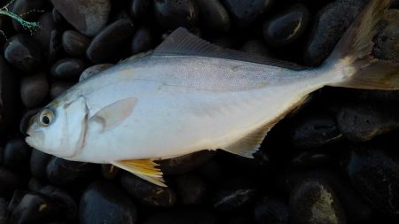 手のひらサイズ(泣)