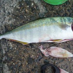 やっと３０ｃｍ超え＾＾；