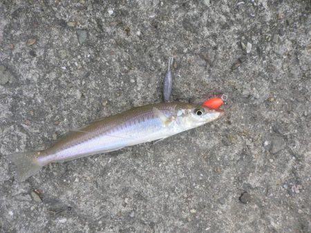 波止は風が強い