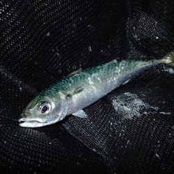 暗くなり始めると気配が急上昇!