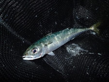 暗くなり始めると気配が急上昇!