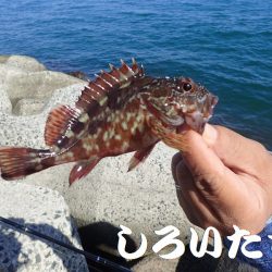 豆アジと小サバにガシラも釣れる。