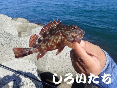 豆アジと小サバにガシラも釣れる。