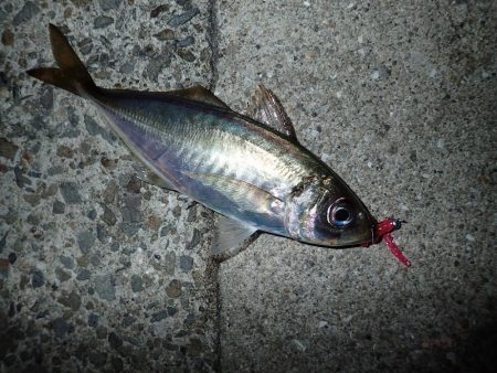 移動して良かった(^^)