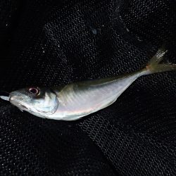 湾内の豆と沖向き良型!