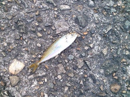 ファミリーでサビキ釣り