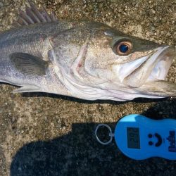 ムコイチ釣行で良型シーバス♪