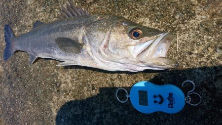 ムコイチ釣行で良型シーバス♪