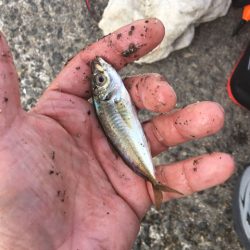 泉南の戻りアジ終了、豆アジだらけ