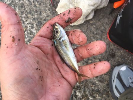 泉南の戻りアジ終了、豆アジだらけ