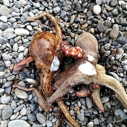 アオリイカは、釣れませんでしたが・・・・・