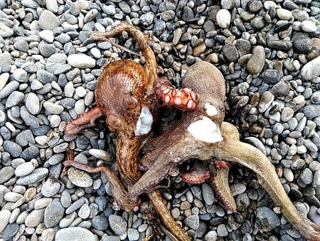 アオリイカは、釣れませんでしたが・・・・・