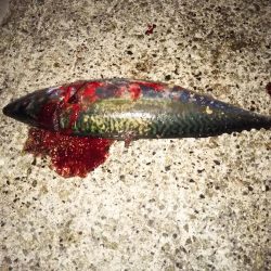 今宵もサバゲー