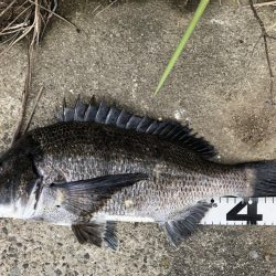 イチノ兄弟、釣果！