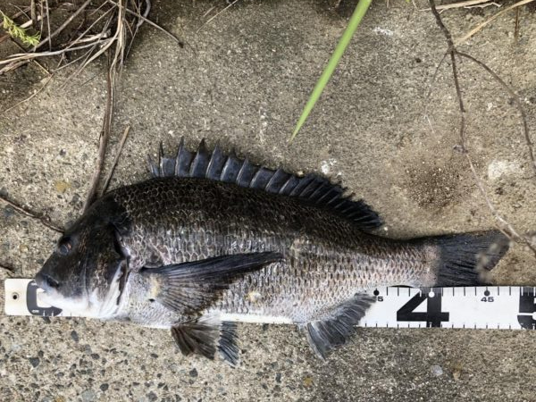 イチノ兄弟、釣果！