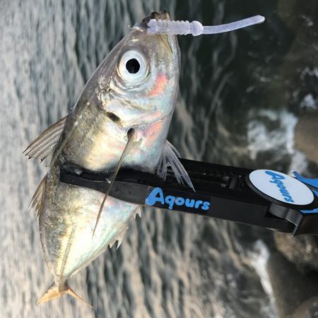 夕方〜30分程アジング