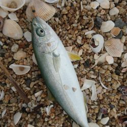 千代崎海岸でライトショアジギング