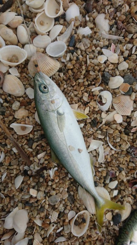 千代崎海岸でライトショアジギング