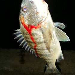 何か釣れるといいなぁって感じで4種目