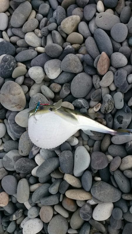 七里御浜ライトショアジギング