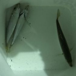 アジ探せず・・・