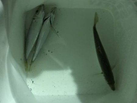 アジ探せず・・・