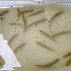 北摂 ヤリタナゴ釣り