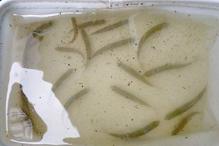 北摂 ヤリタナゴ釣り