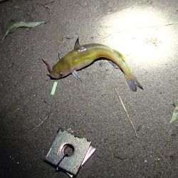 ウナギ＆テナガエビ