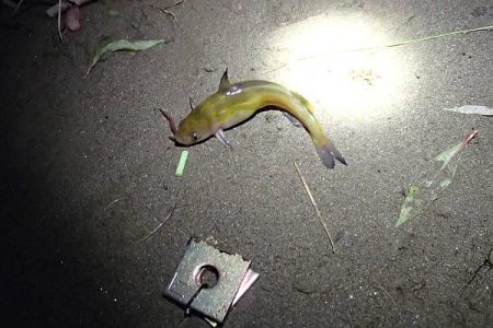 ウナギ＆テナガエビ