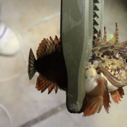 アジ探しが五目釣りに