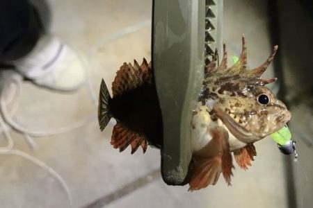 アジ探しが五目釣りに