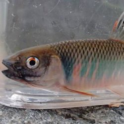 北摂 ヤリタナゴ釣り(2)