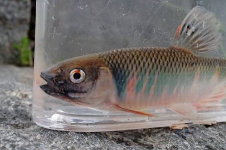 北摂 ヤリタナゴ釣り(2)