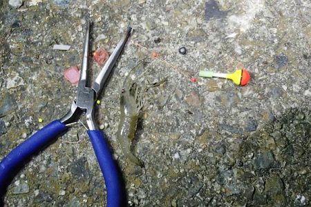 ウナギ＆手長エビ 2