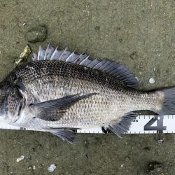 イチノ兄弟、釣果!