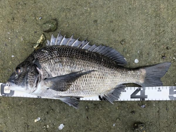 イチノ兄弟、釣果!