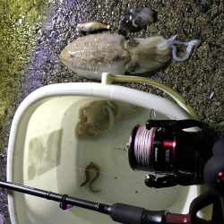 コウイカ、ミミイカ、タコ、ギンポ